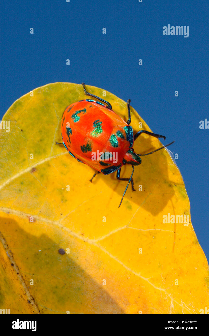 Insectes arlequin Banque de photographies et d’images à haute ...