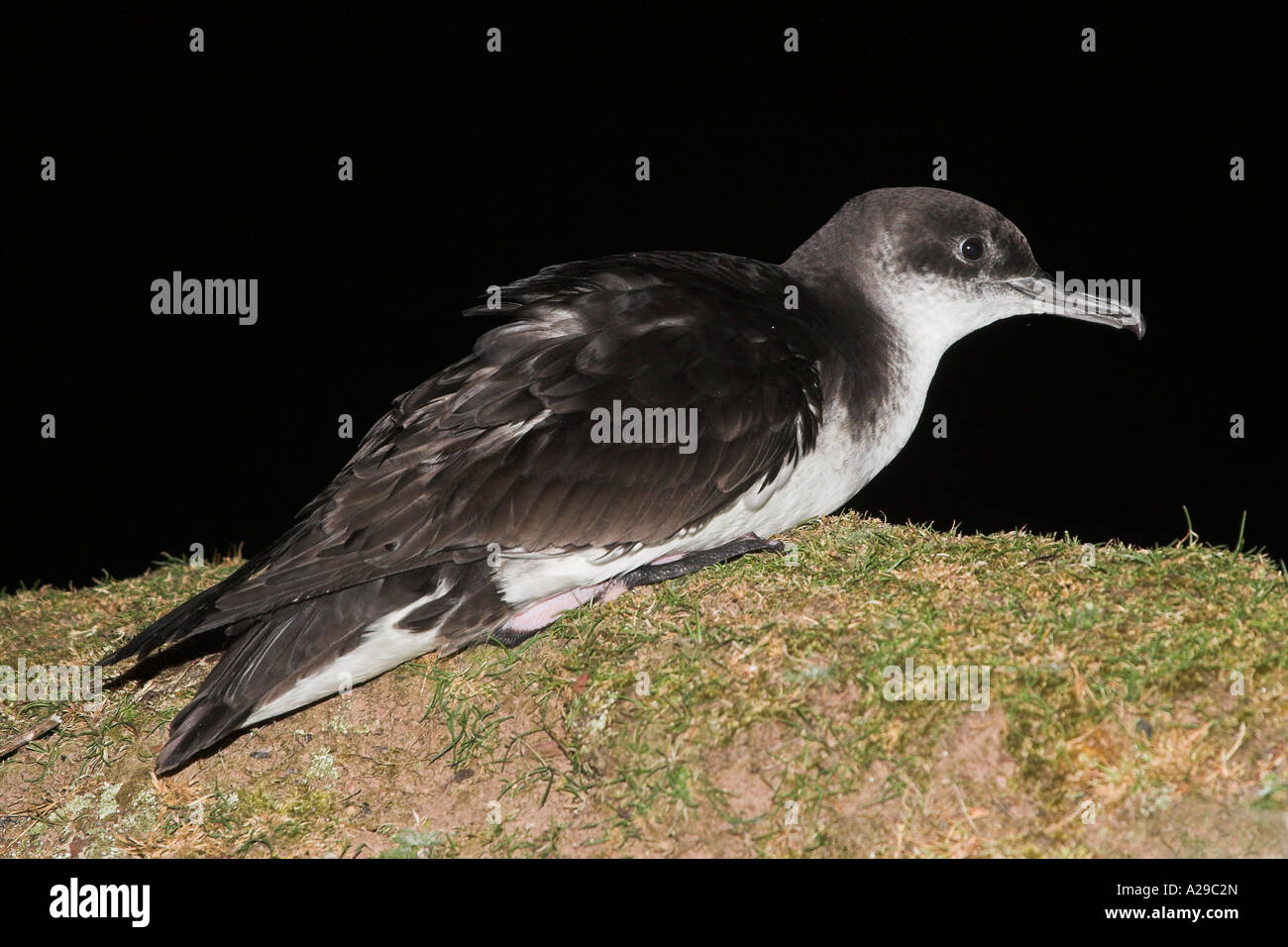 Manx Shearwater Banque D'Images