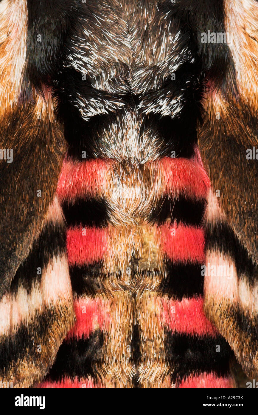 Privet Hawk Moth 2 Banque D'Images