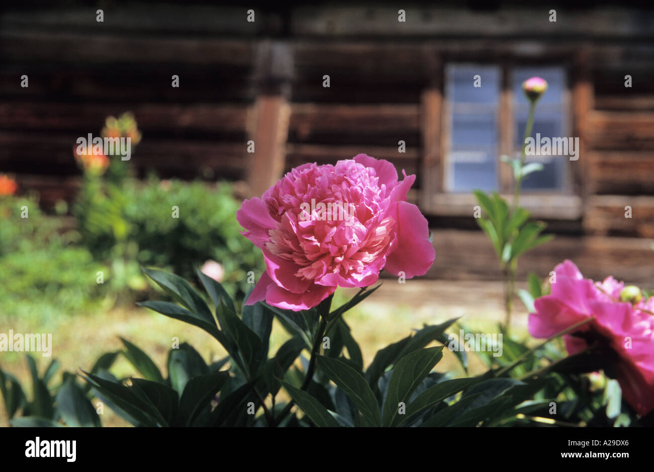 Paeonia pivoine fleur et vieille maison de bois en arrière-plan Photo Stock  - Alamy