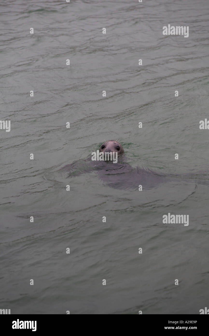 Halychoerus grypus Phoque gris nager dans le port de St Ives Cornwall Banque D'Images