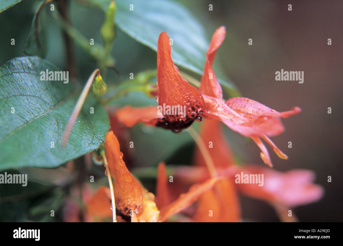 Close-up de Ruttya fruticosa à Puerto de la Cruz Tenerife Jardin Botanique Espagne Banque D'Images