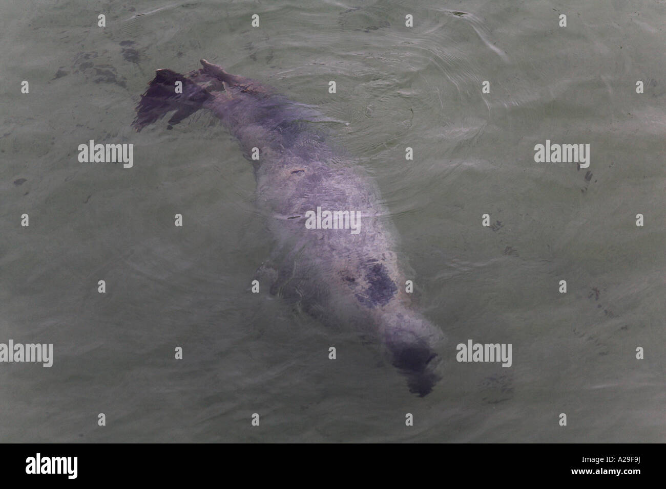 Halychoerus grypus Phoque gris nager dans le port de St Ives Cornwall Banque D'Images