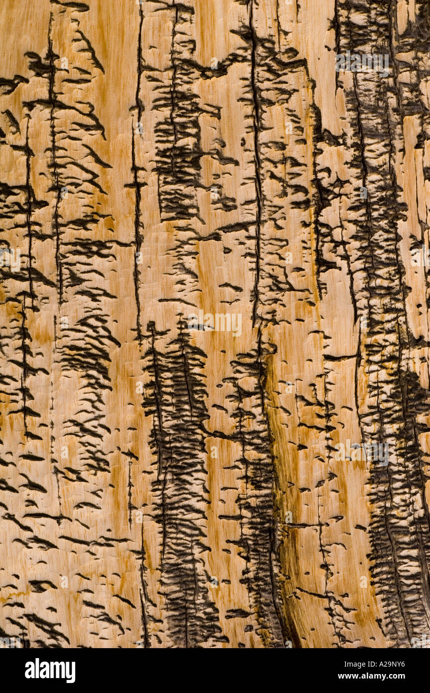 USA CALIFORNIE Montagnes Blanches Bristlecone Pine (Pinus longaeva) Détail de l'écorce des arbres les plus anciens sur Terre Banque D'Images