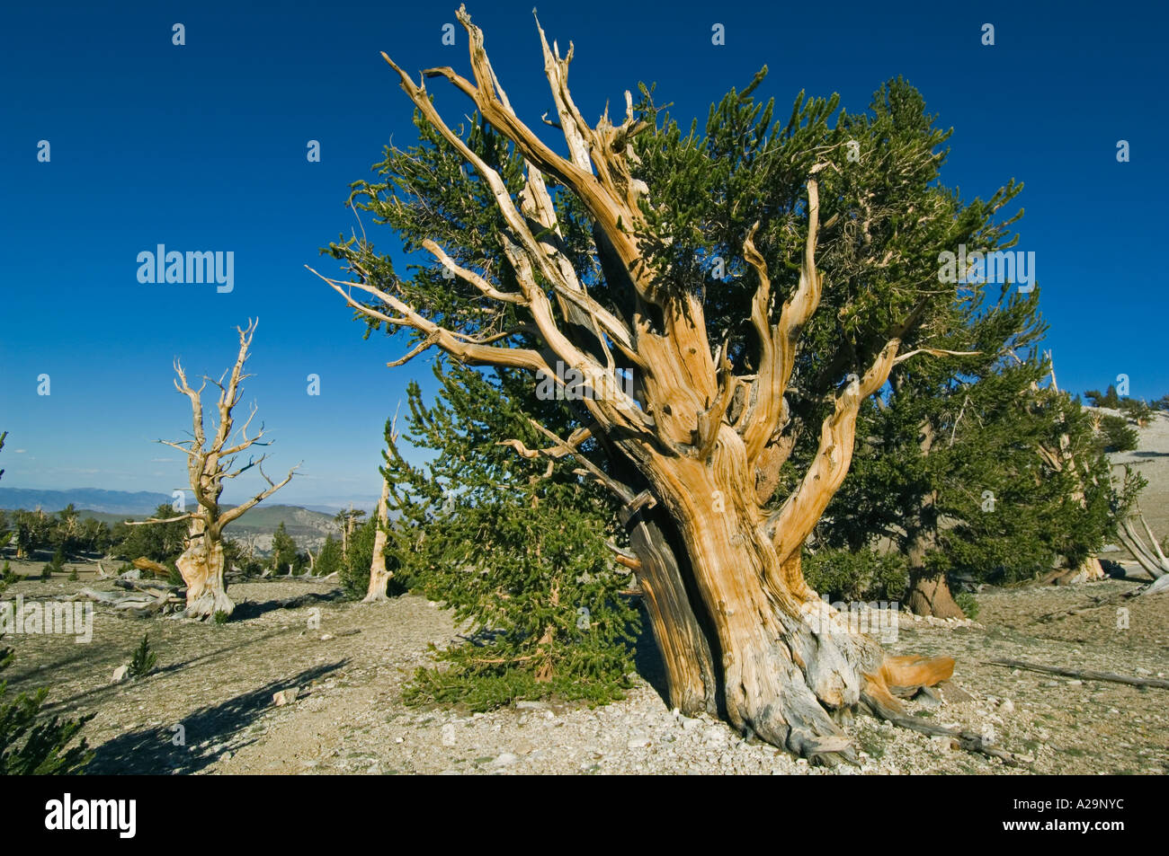 BRISTLECONE Pine (Pinus longaeva) plus vieux arbres sur terre, les montagnes Blanches, l'Est de la Californie, USA Banque D'Images