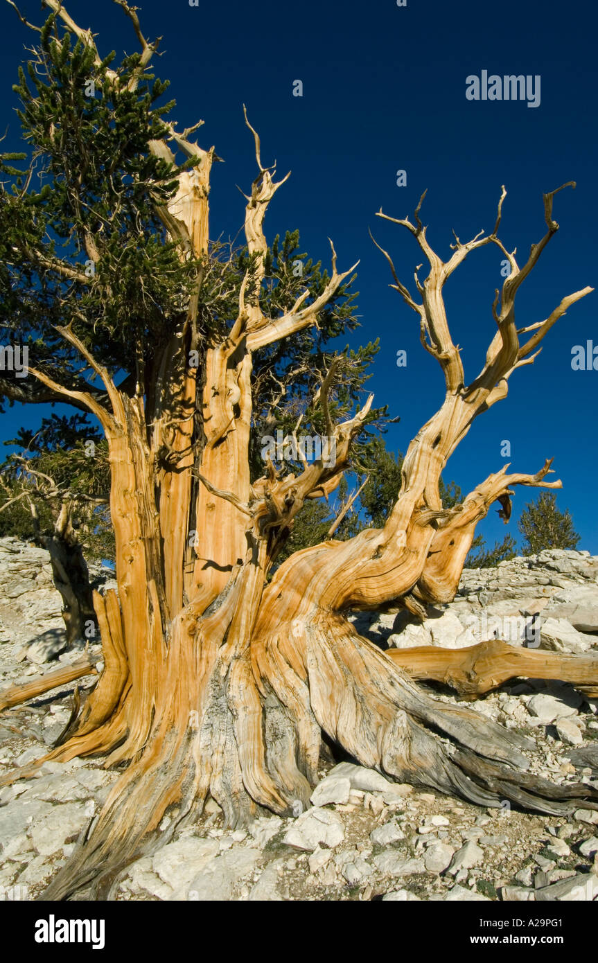BRISTLECONE Pine (Pinus longaeva) plus vieux arbres sur terre, les montagnes Blanches, l'Est de la Californie, USA Banque D'Images