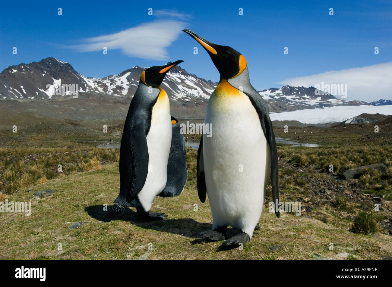 L'ÎLE DE GÉORGIE DU SUD, colonie de pingouins Roi (Aptenodytes patagonicus), Fortuna Bay Banque D'Images