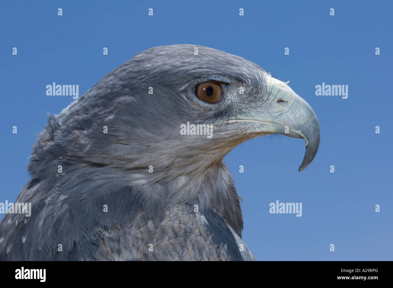 Un portrait du chef d'une aigle gris contre un ciel bleu. Banque D'Images