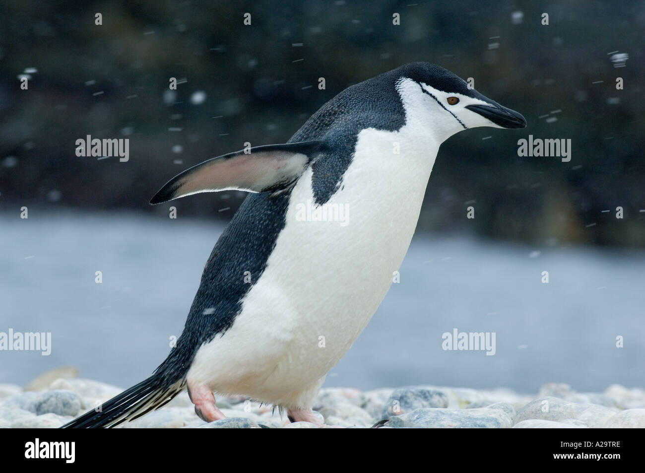 Manchot à Jugulaire (Pygoscelis antarctica) à venir à terre en pleine tempête, Cooper Bay colony, South Georgia Island Banque D'Images
