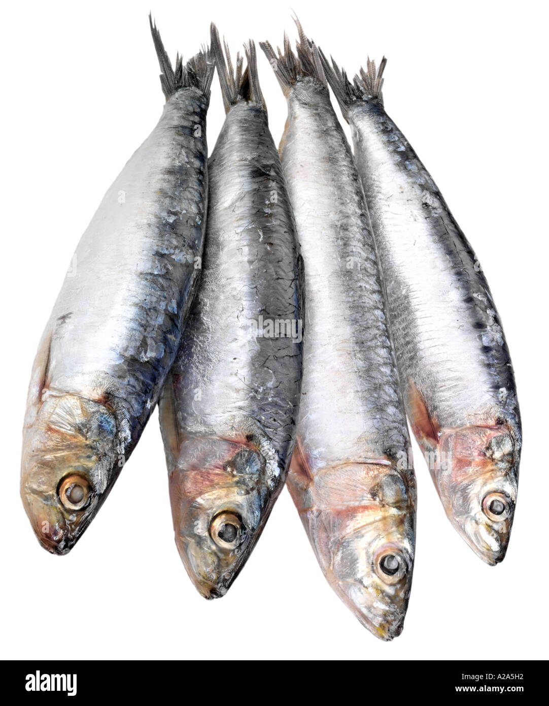 SARDINES CUT OUT Banque D'Images