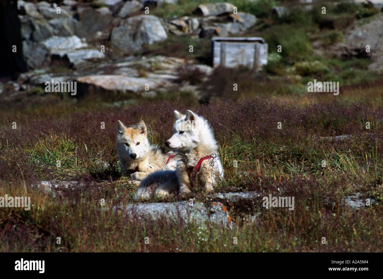 Pour les chiens d'été au Groenland Banque D'Images