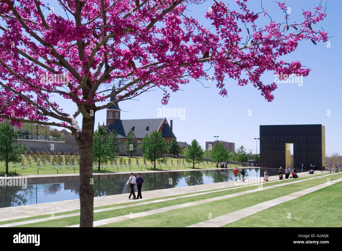 Redbud en fleurs à l'Oklahoma City National Memorial dédié aux victimes de l'attentat à Oklahoma City. Banque D'Images