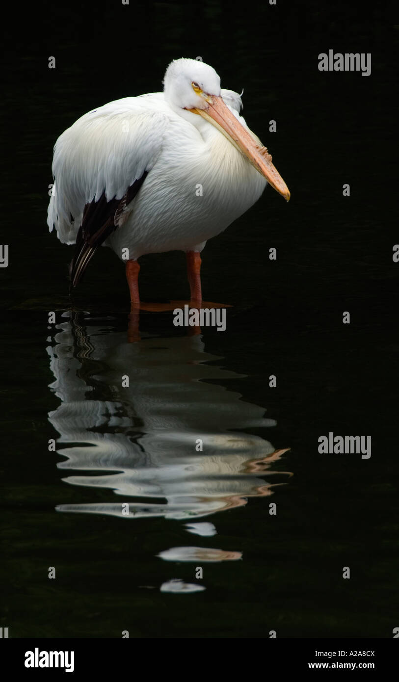 Portrait de Pelican sur fond noir. La photo a été prise à Londres Banque D'Images