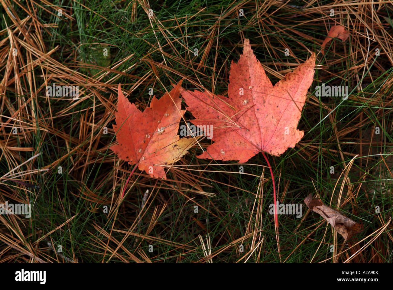 Les feuilles flétries. Banque D'Images