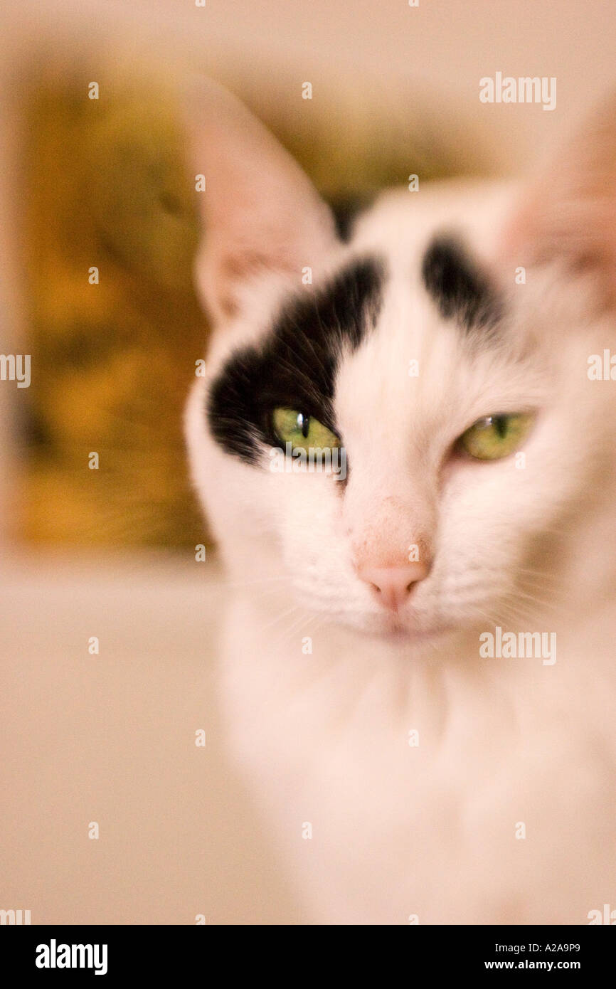 Portrait Artistique D Un Beau Chat Blanc Avec Des Yeux Jaunes Et Des Taches Noires Sur La Tete Photo Stock Alamy Portrait Artistique D Un Beau Chat Blanc Avec Des Yeux Jaunes Et Des Taches Noires Sur La Tete Photo Stock Alamy