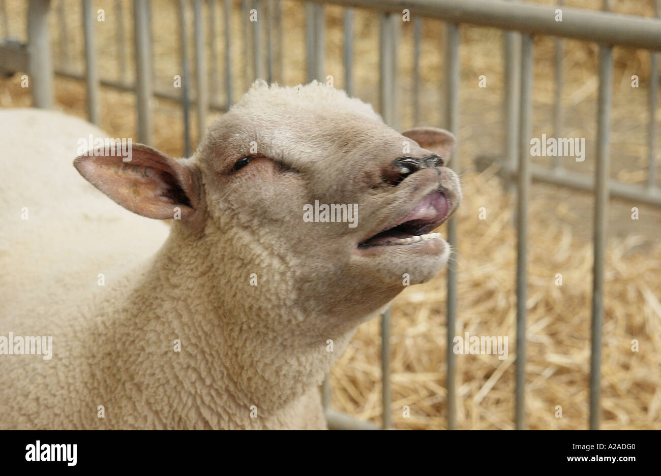 Livestock show à Parthenay, France Banque D'Images
