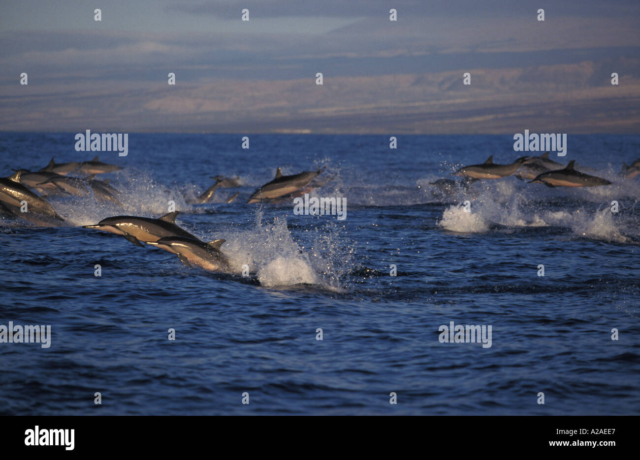 Dauphins Stenella longirostris HAWAII USA OCÉAN PACIFIQUE. Photo Copyright Brandon Cole Banque D'Images