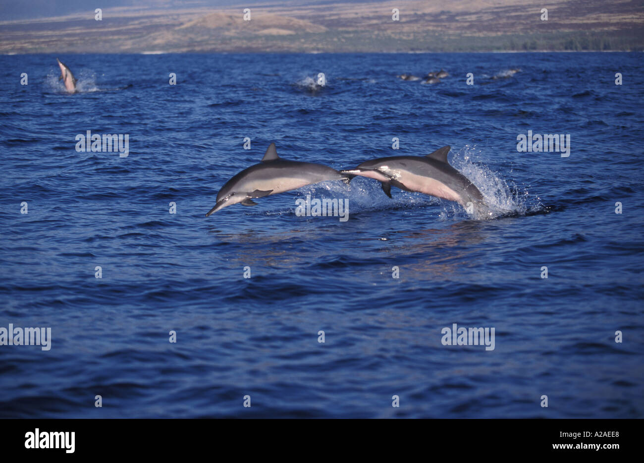 Dauphins Stenella longirostris HAWAII USA OCÉAN PACIFIQUE. Photo Copyright Brandon Cole Banque D'Images
