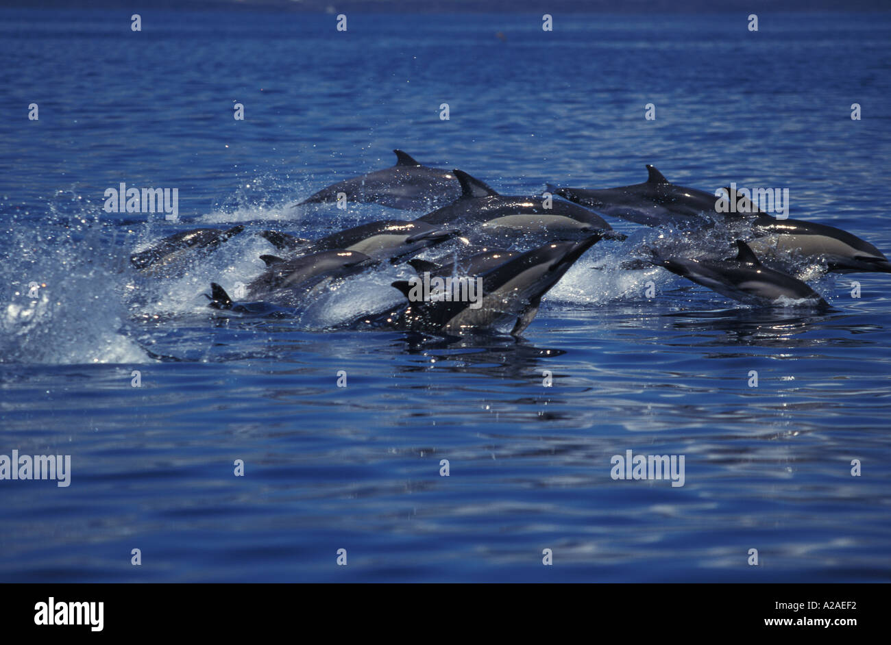 Dauphins Delphinus delphis AÇORES OCÉAN ATLANTIQUE. Photo Copyright Brandon Cole Banque D'Images