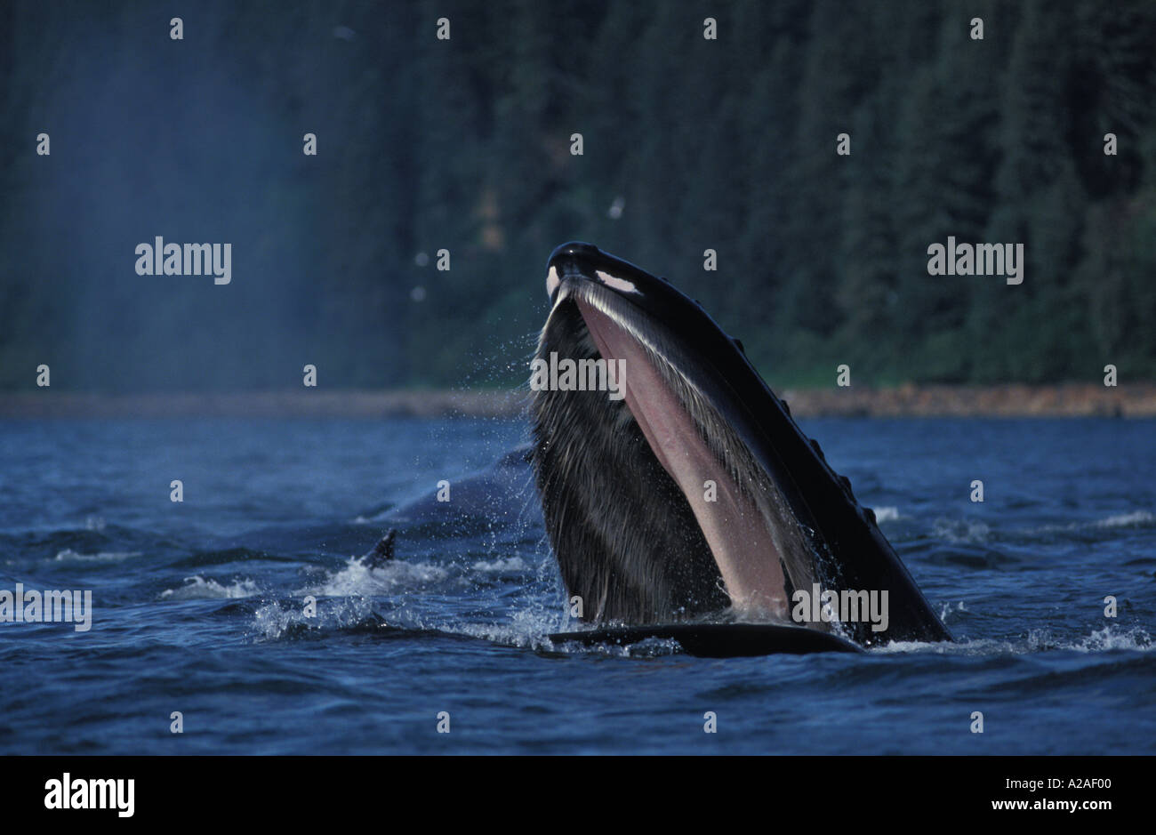 Alimentation BUBBLENET baleine à bosse Megaptera novaeangliae ALASKA USA OCÉAN PACIFIQUE. Photo Copyright Brandon Cole Banque D'Images