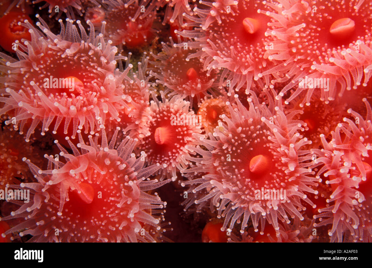 Les anémones de mer aux fraises Corynactis californica CALIFORNIA USA OCÉAN PACIFIQUE. Photo Copyright Brandon Cole Banque D'Images