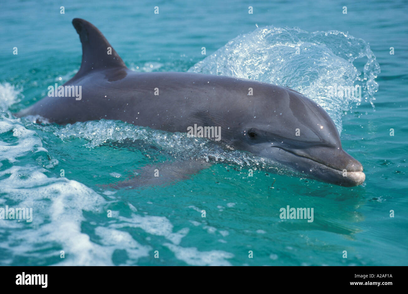 Grand dauphin Tursiops truncatus caraïbes. Photo Copyright Brandon Cole Banque D'Images