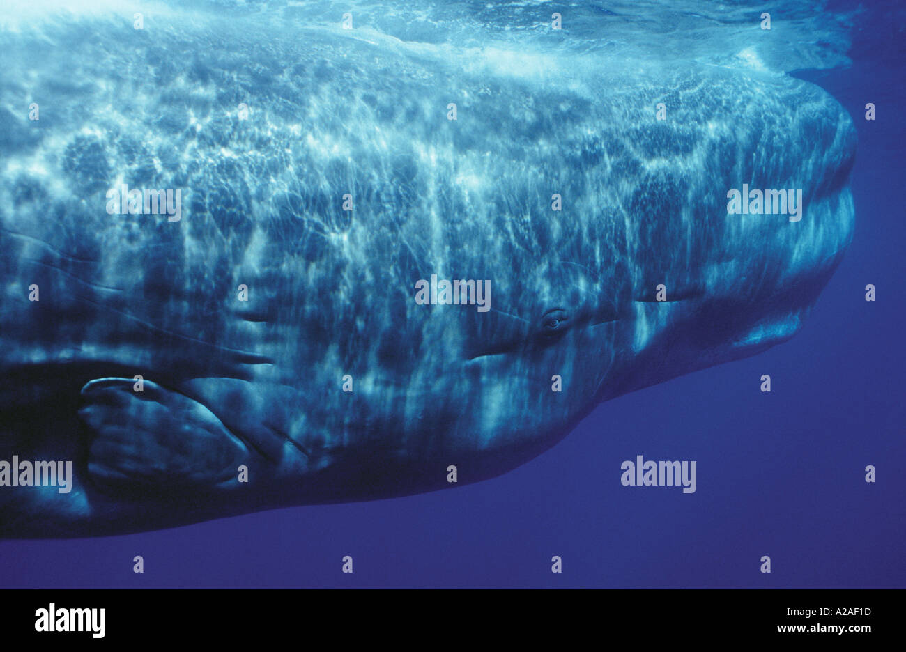 close-up-eye-sperm-whale-banque-de-photographies-et-d-images-haute