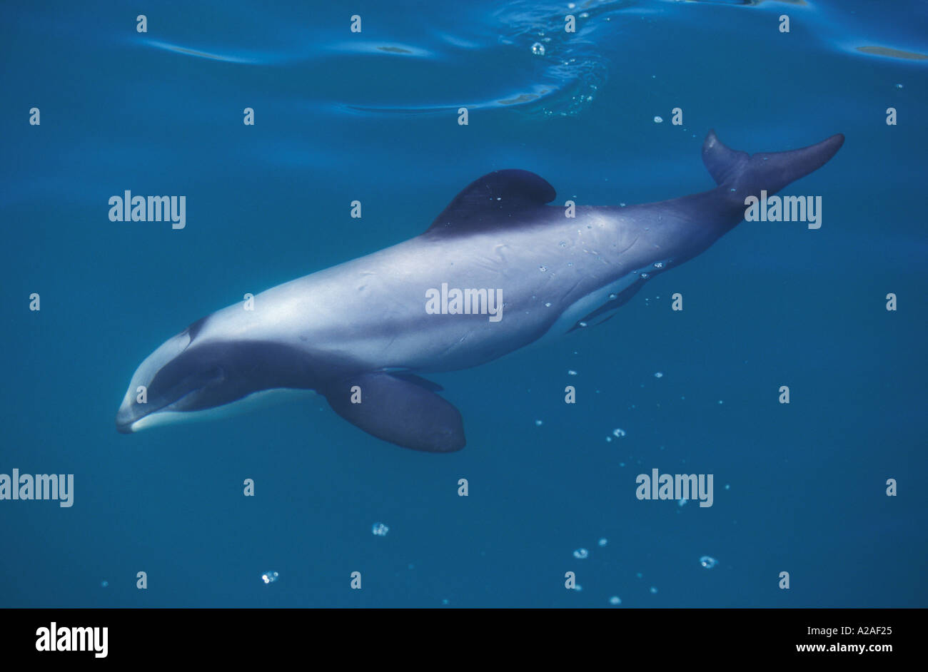 HECTORS DOLPHIN Cephalorhynchus hectori ÎLE DU SUD Nouvelle-zélande OCÉAN PACIFIQUE. Photo Copyright Brandon Cole Banque D'Images