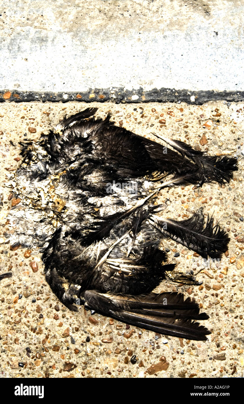Sur la route des oiseaux morts Banque D'Images