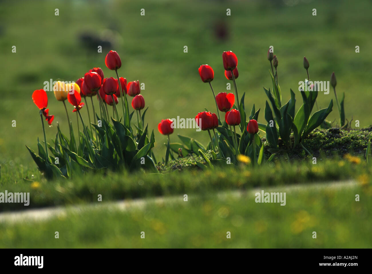 L'automne fleurs sauvages de la végétation colorée de plantes arbustes à fleurs en grappes de fleurs jardin Banque D'Images