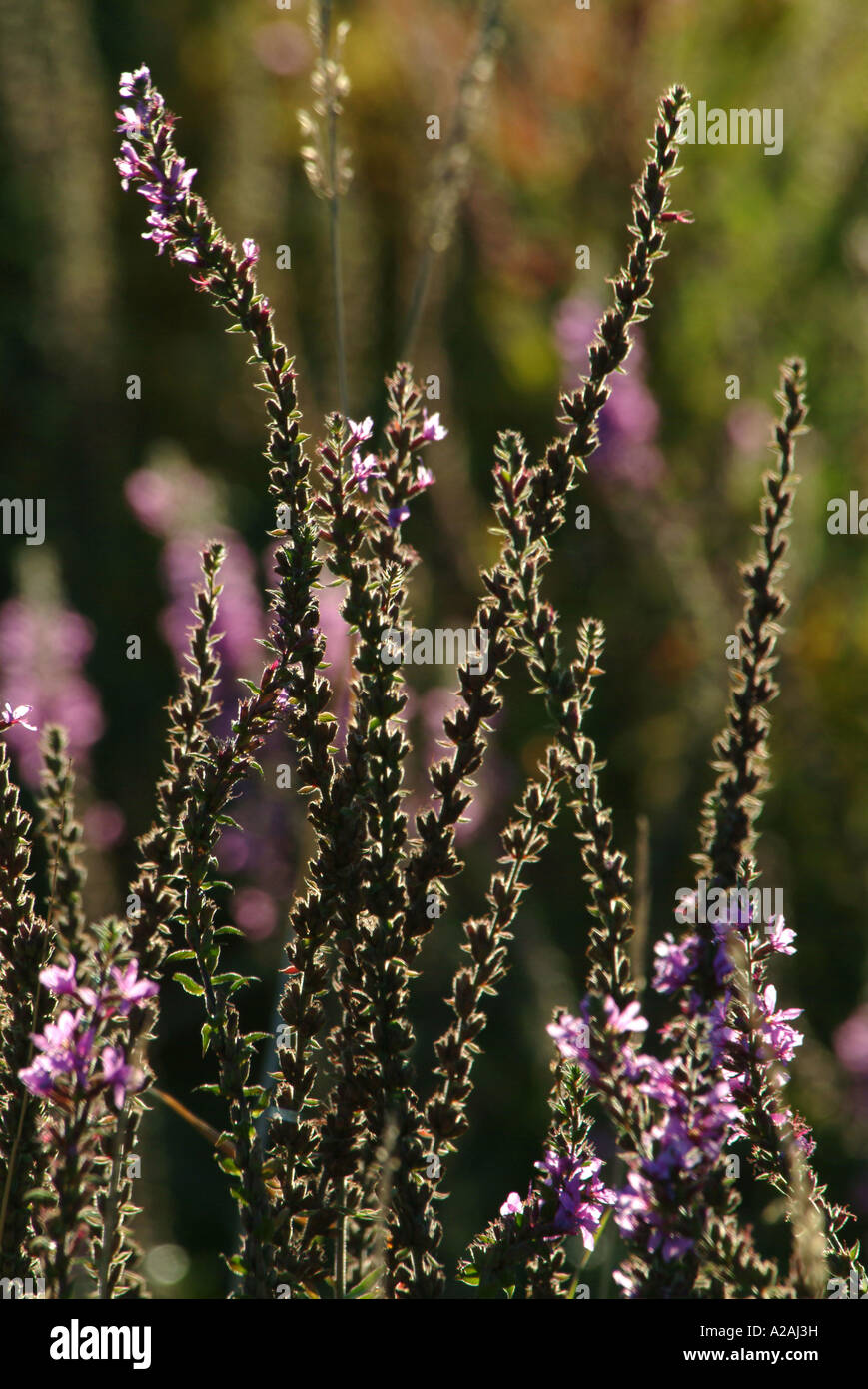 L'automne fleurs sauvages de la végétation colorée de plantes arbustes à fleurs en grappes de fleurs jardin Banque D'Images