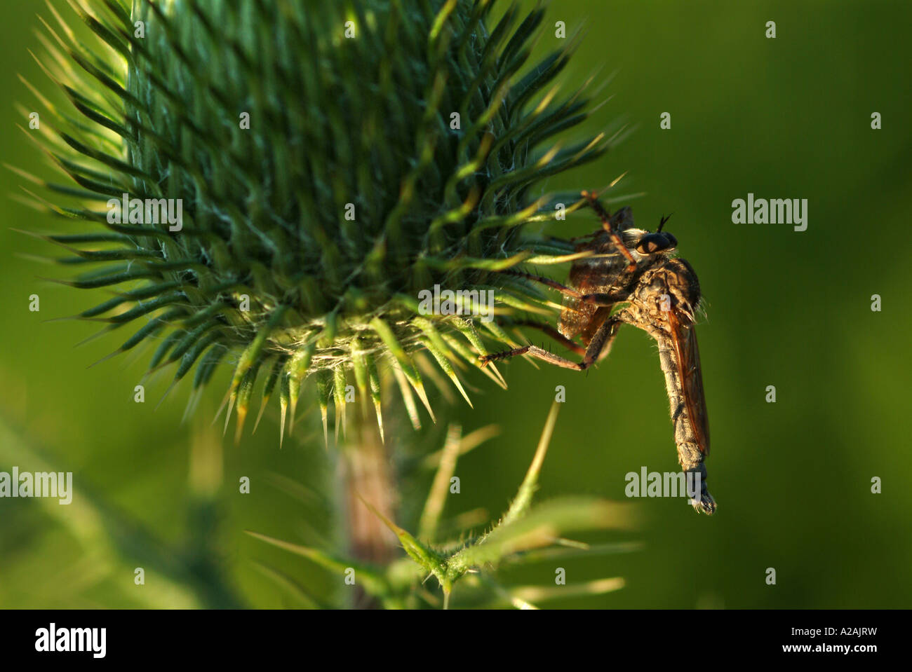 L'automne fleurs sauvages de la végétation colorée de plantes arbustes à fleurs en grappes de fleurs jardin Banque D'Images