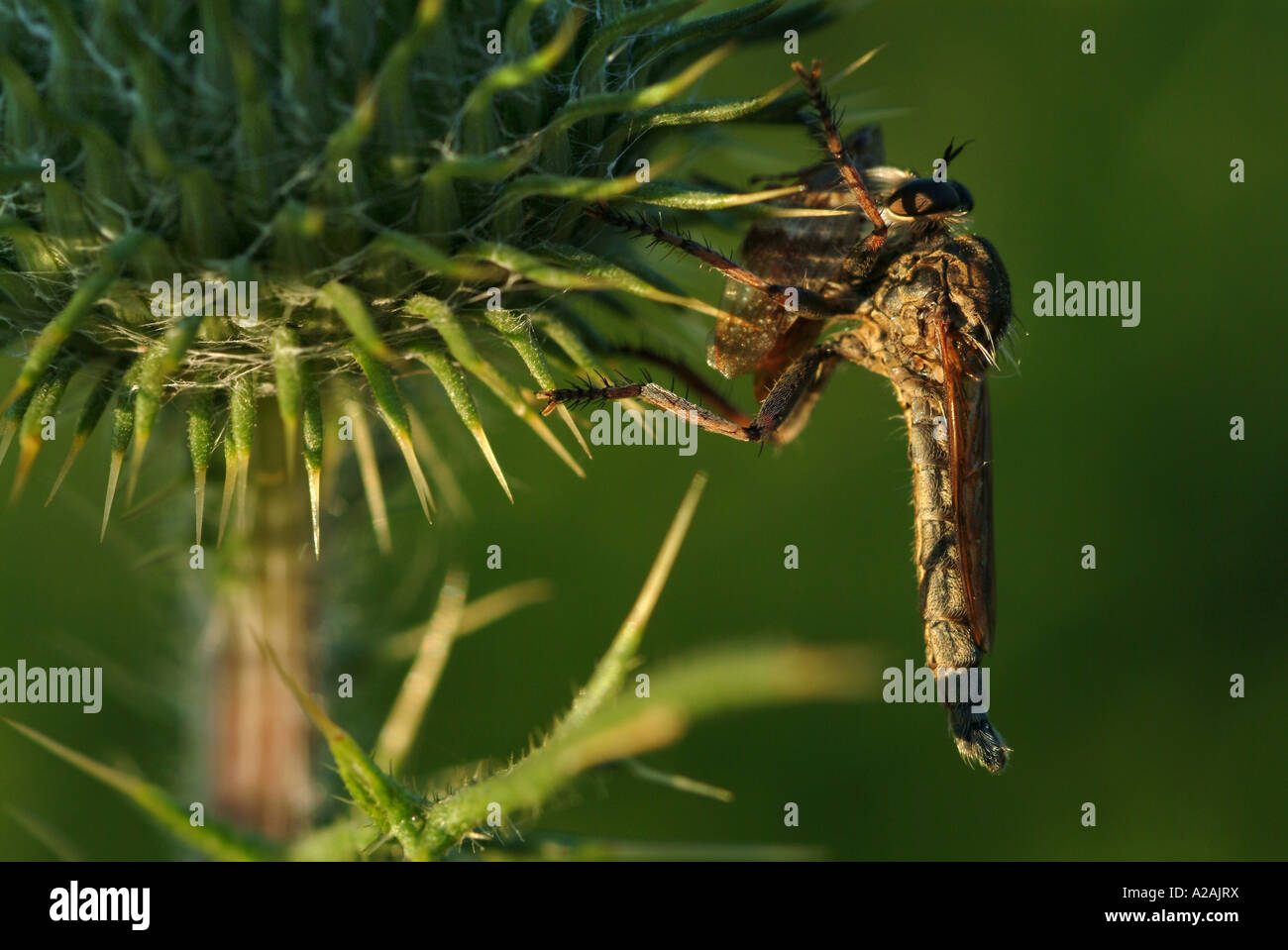 L'automne fleurs sauvages de la végétation colorée de plantes arbustes à fleurs en grappes de fleurs jardin Banque D'Images