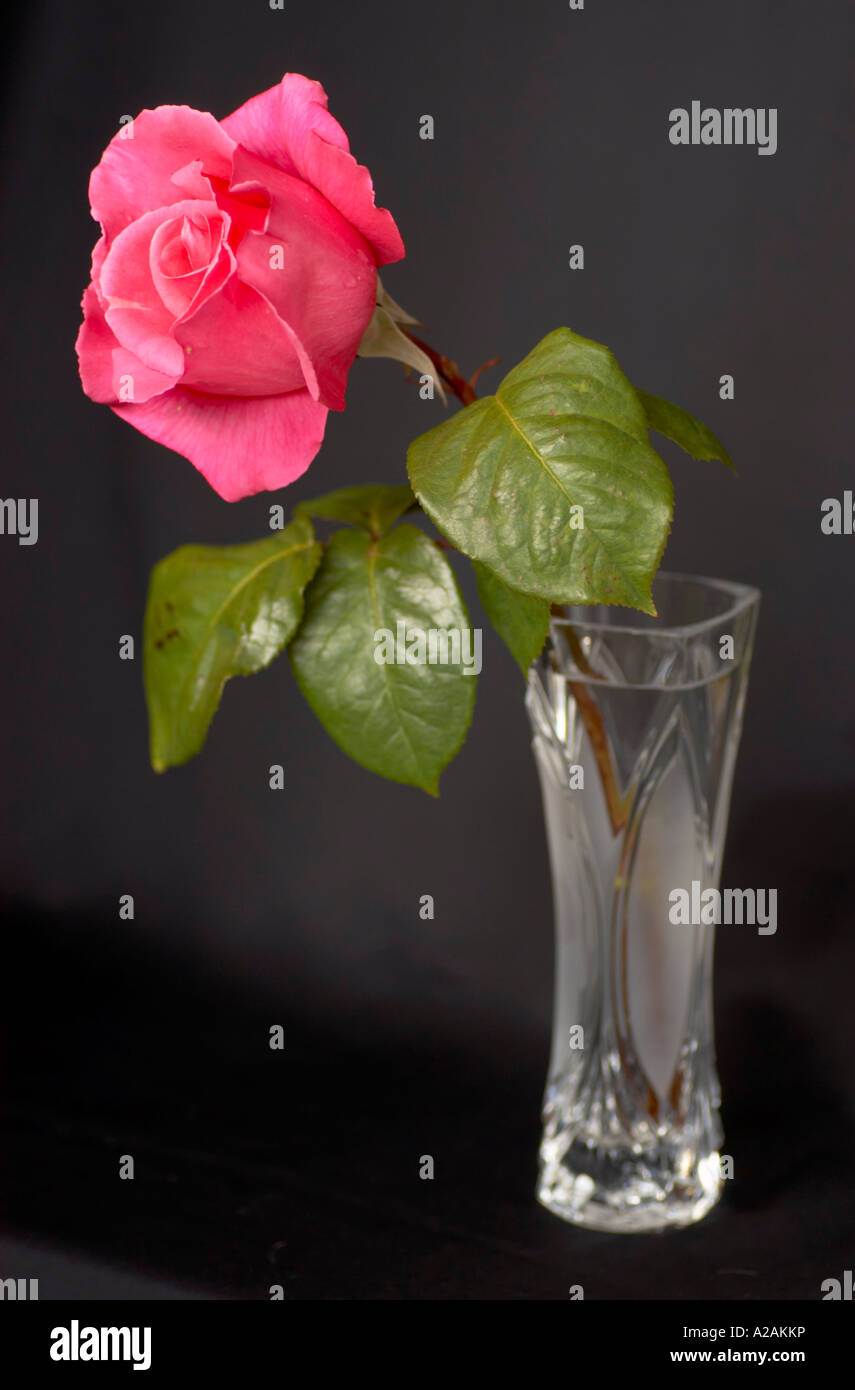 Seule rose rose dans un vase en cristal Banque D'Images