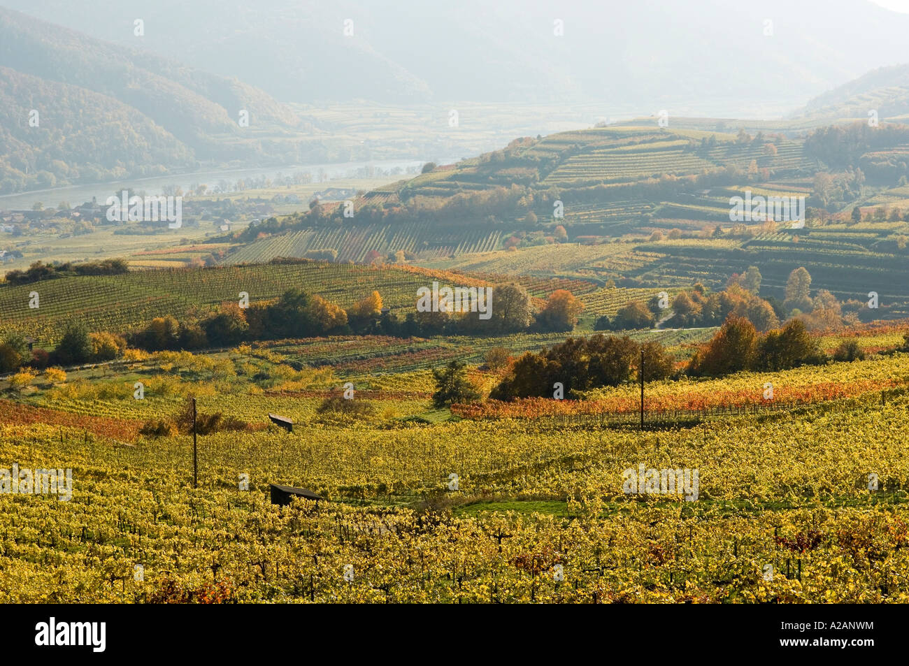 Wachau, l'automne dans les vignobles Banque D'Images