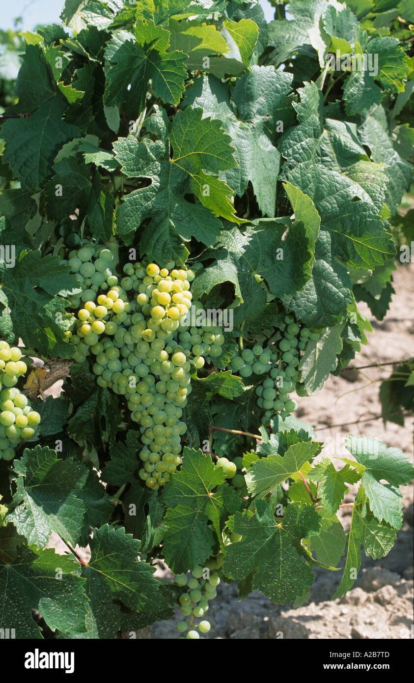 Espagne Andalousie Costa de la Luz Cadix - Jerez de la Frontera - vin raisins pour sherry Banque D'Images