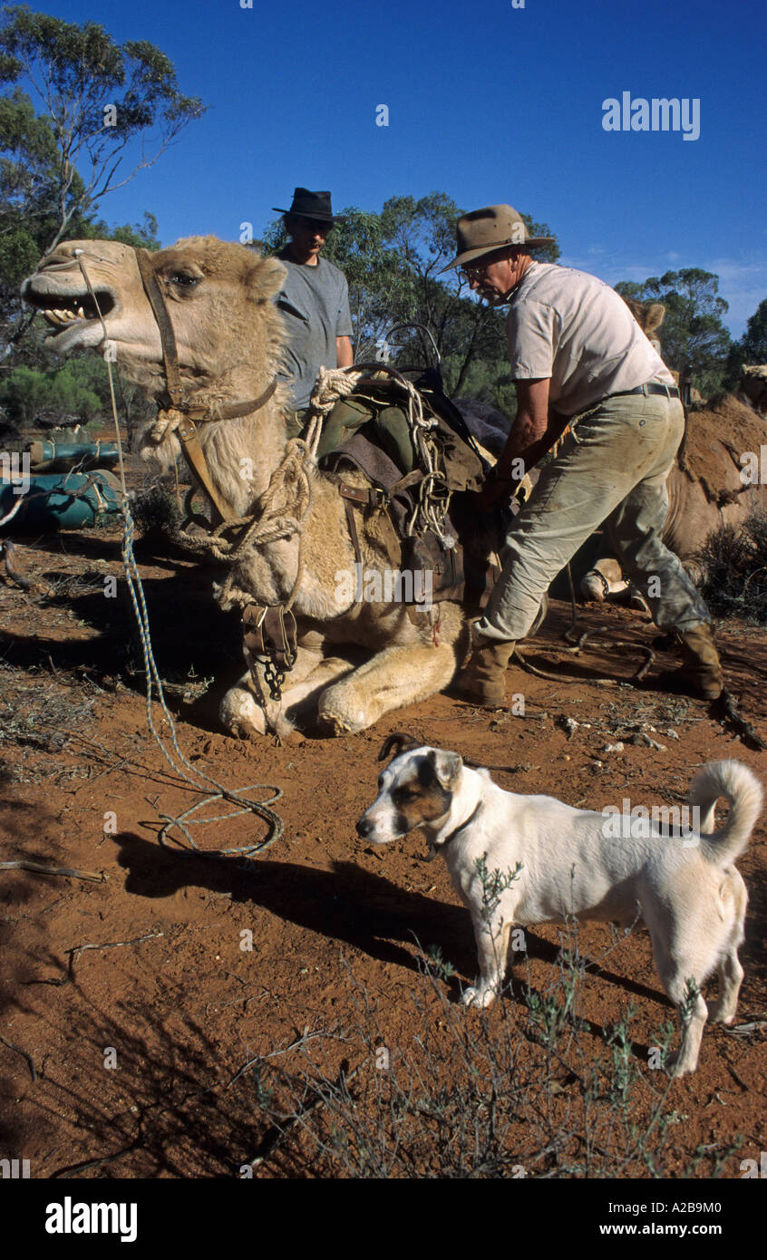 L'homme imposant un chameau dans l'outback australien, l'Australie du Sud Banque D'Images