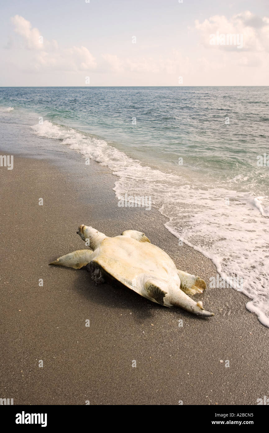 Tortue de mer verte morts échoués sur une plage de Floride. Banque D'Images