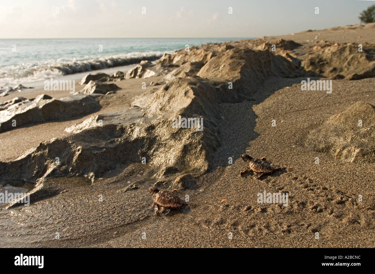 Tortue de mer loggerhead tortues font leur chemin à travers les rochers et le sable humide à l'océan. Centre Juno Beach, Florida, USA. Banque D'Images