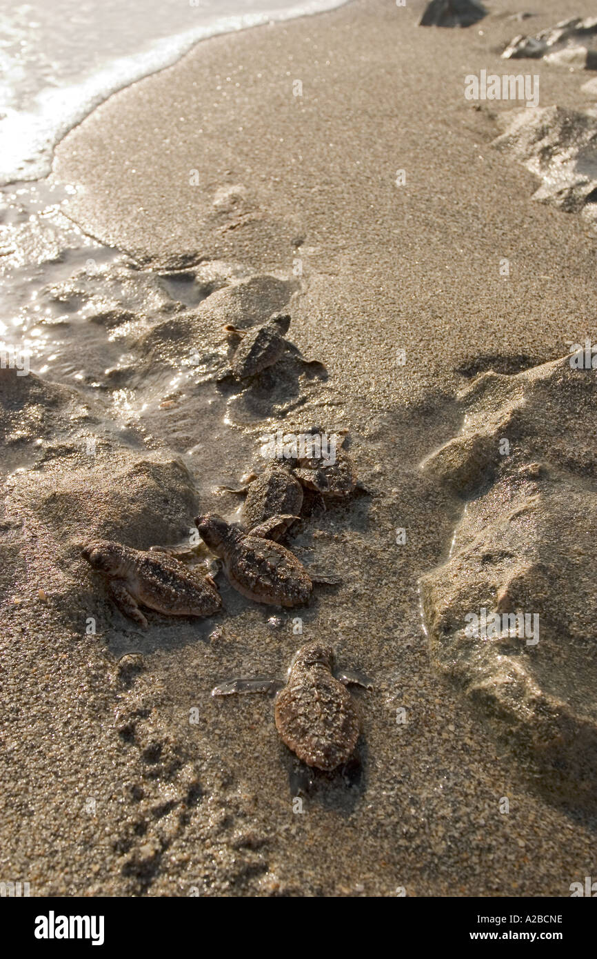 Les nouveau-nés de la tortue de mer loggerhead ramper jusqu'à l'océan de leur nid après l'éclosion sur une plage de Floride. Banque D'Images