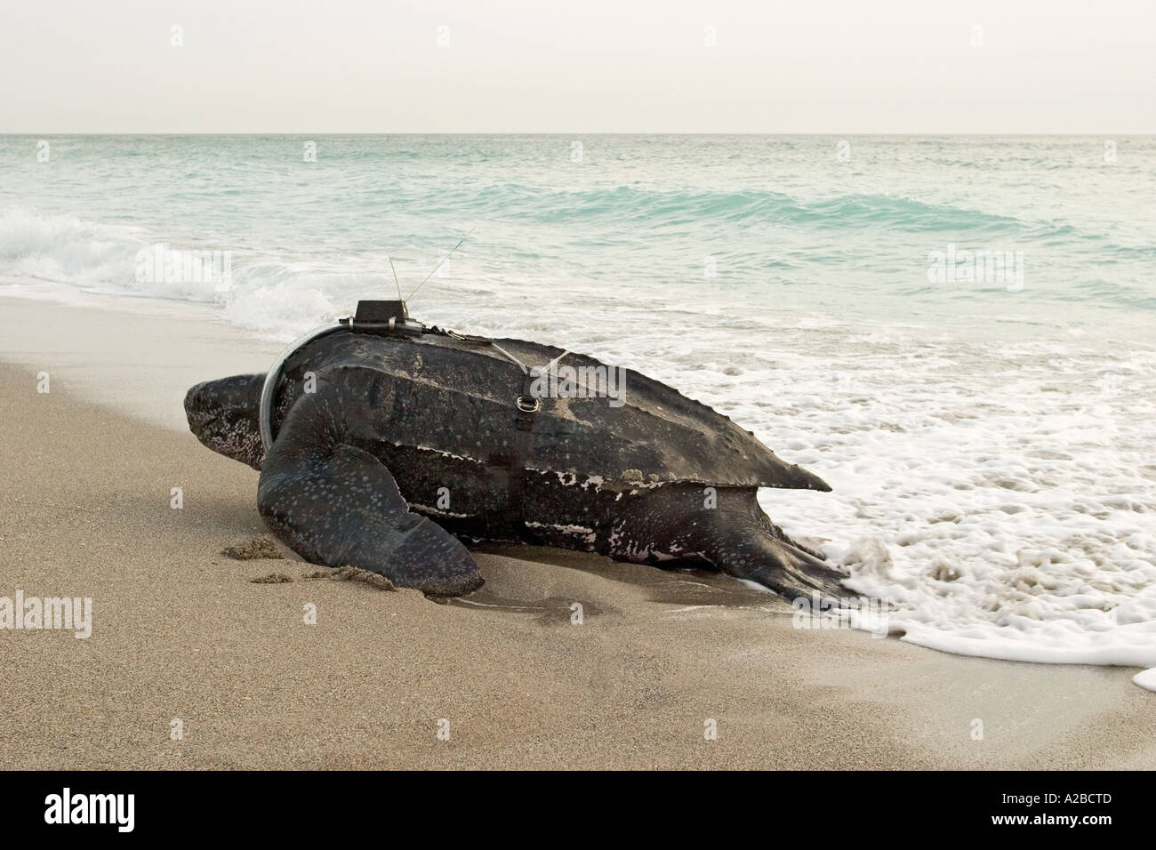 Tortue luth (Dermochelys coriacea) avec émetteur satellite à l'aube Banque D'Images