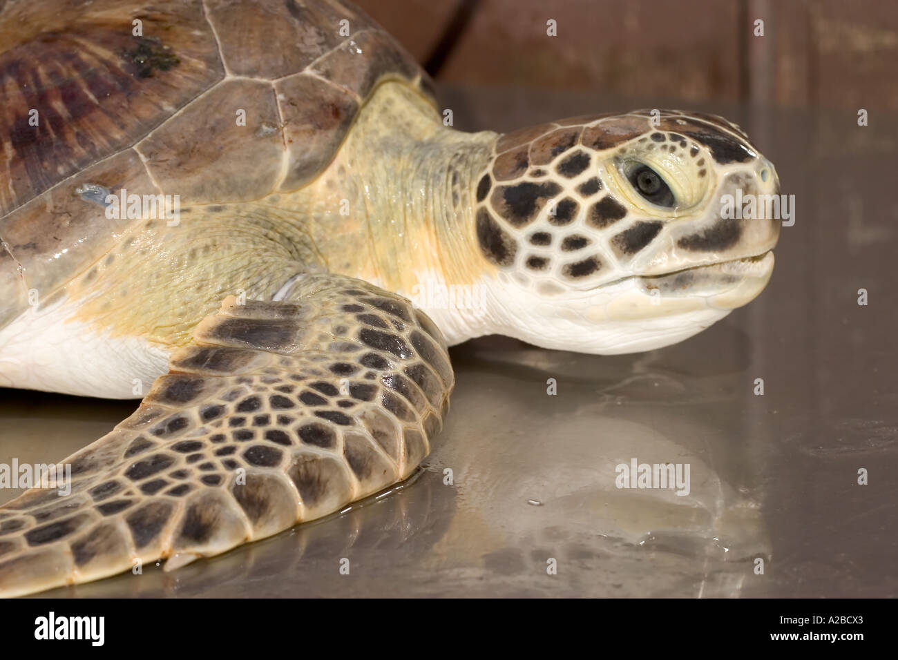 La tortue verte (Chelonia mydas) à un centre de réadaptation en Floride. Banque D'Images