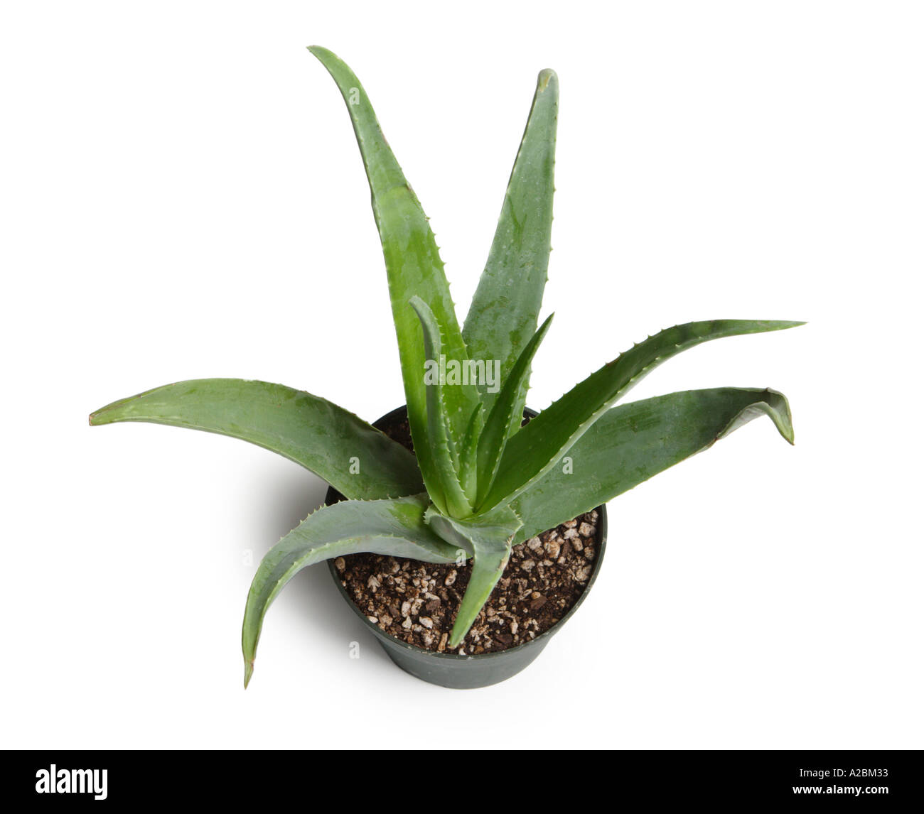 L’Aloe Vera plante Banque D'Images