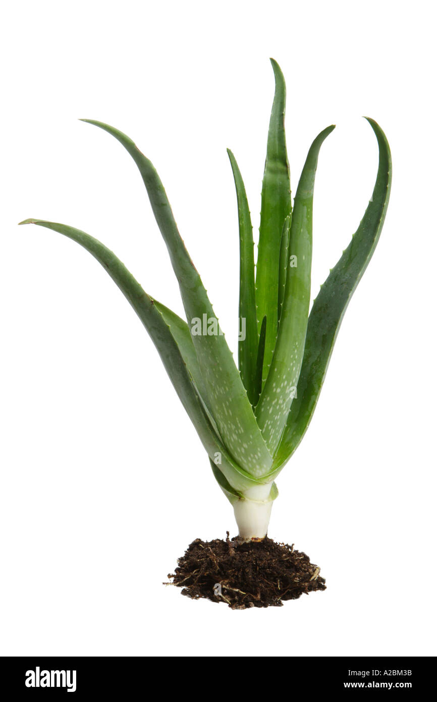 Plante d’Aloe Vera Banque D'Images