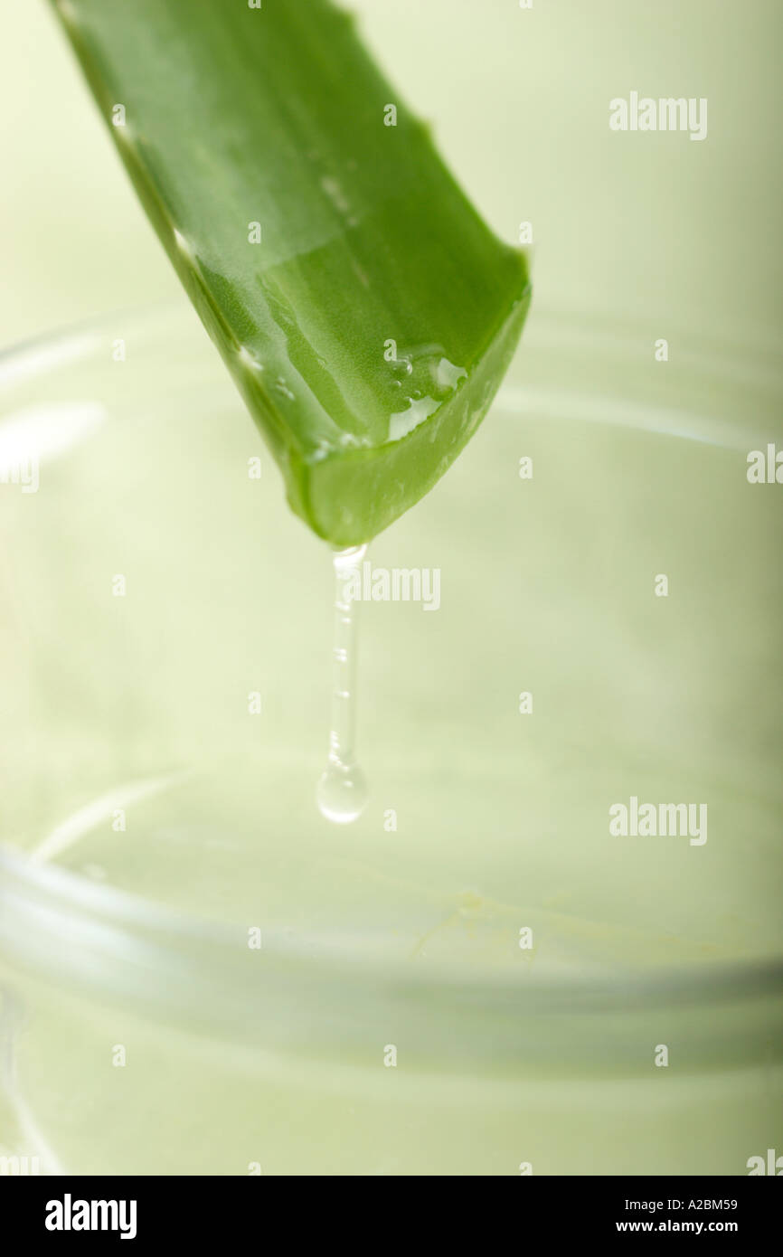 L'Aloe Vera dégoulinant de récipient en verre Banque D'Images