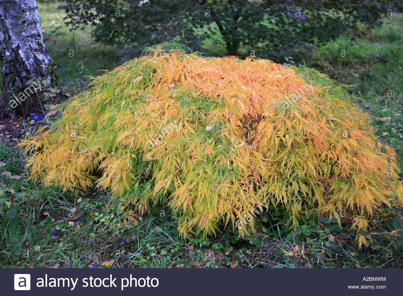 maple tree droopy leaves acer palmatum dissectum flavescens 233 rable japonais photographie montrant un petit arbre maple tree droopy leaves acer palmatum dissectum flavescens 233 rable japonais photographie montrant un petit arbre