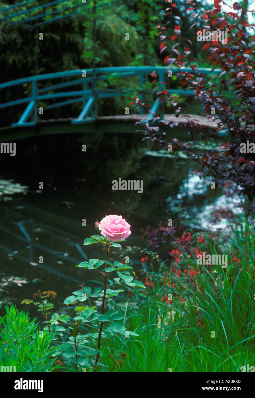 Giverny, Eure France. Rose simple dans le jardin, maison et atelier de l'artiste impressionniste français Claude Monet. Pont bleu japonais et étang. Banque D'Images