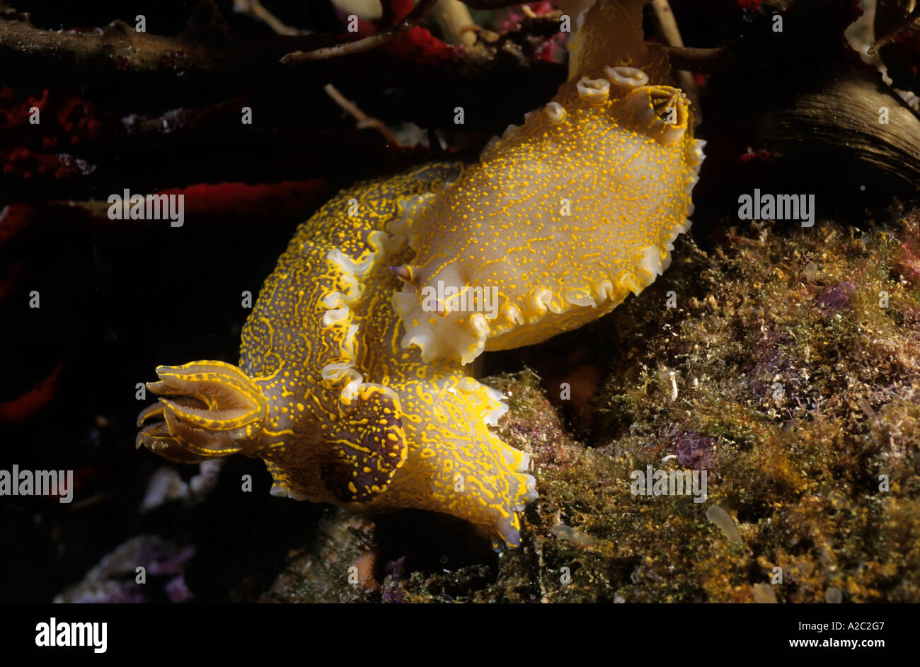 Chromodoris jaune géant (Hypselodoris valenciennesi) nager sous l'eau. Banque D'Images