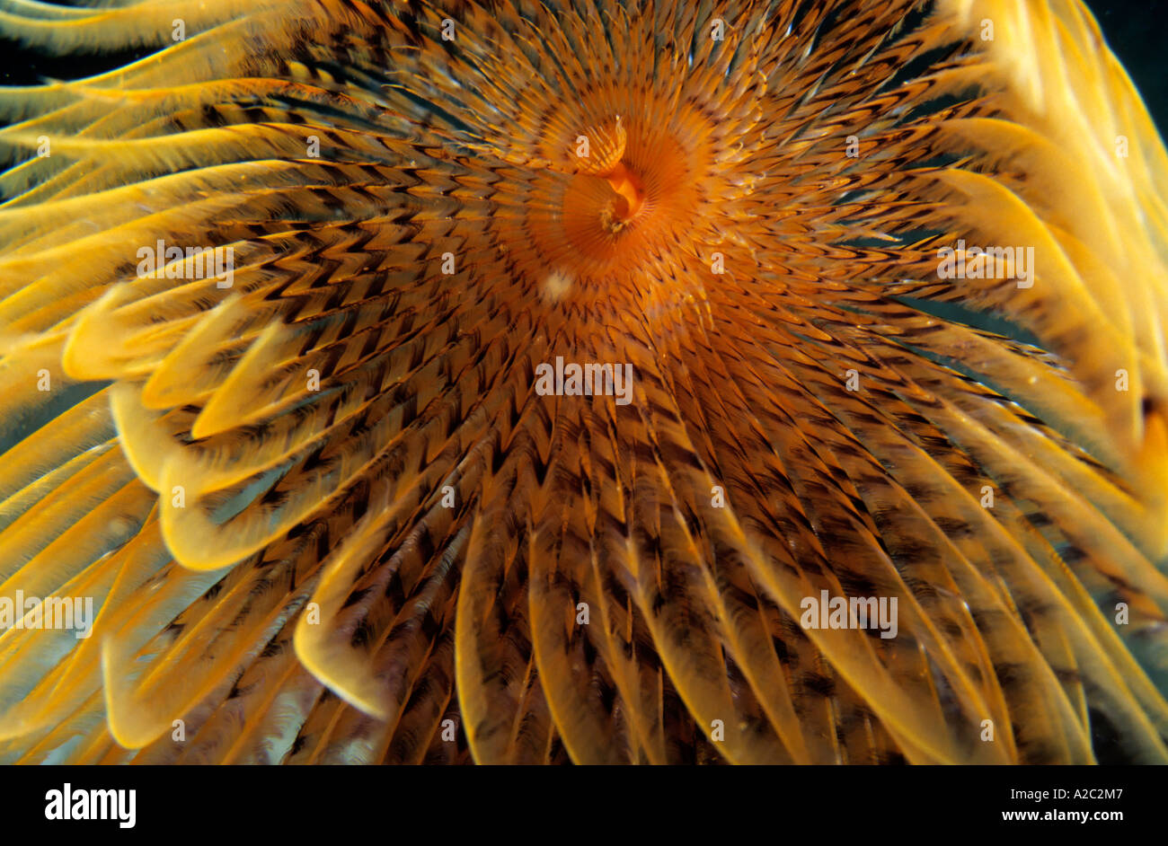 Feather Duster Worm (Sabella spallanzanii) avec 'Plumes' jaune vif. Banque D'Images Feather Duster Worm (Sabella spallanzanii) avec 'Plumes' jaune vif. Banque D'Images