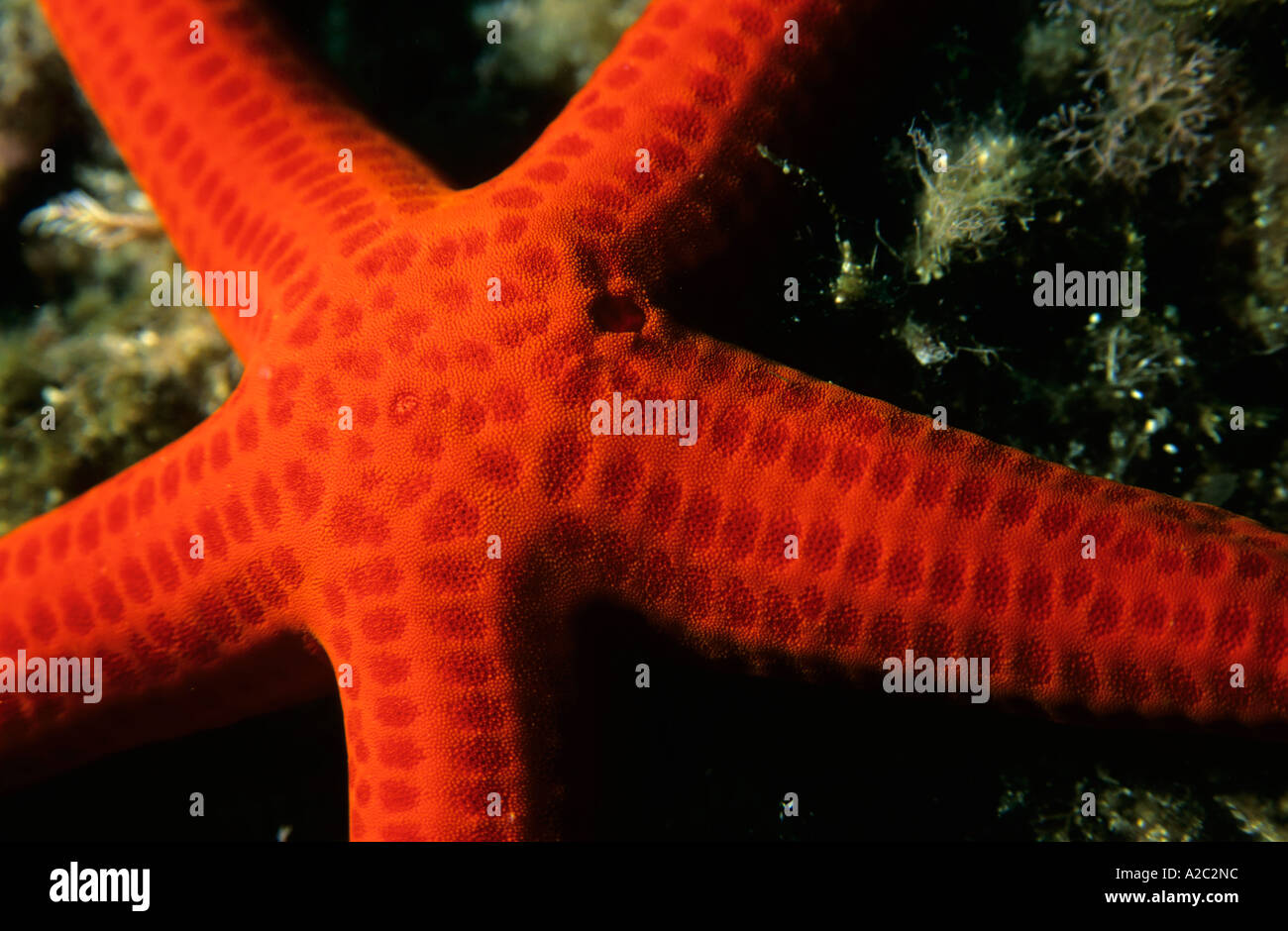 Détails d'un Echinaster sepositus Starfish (rouge) sur un rocher Banque D'Images